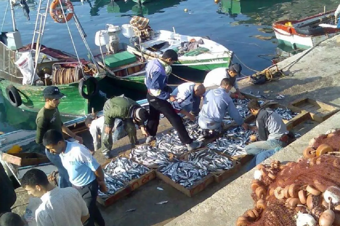الصيد الساحلي والتقليدي.. قيمة المنتجات المسوقة بلغت أزيد من 6,28 مليار درهم عند متم يوليوز (مكتب)