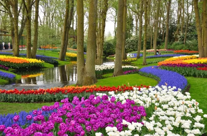 حديقة كوكنهوف.. أو حينما يتحول فصل الربيع إلى لوحة ألوان في قلب هولندا