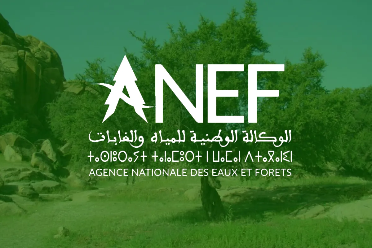 الوكالة الوطنية للمياه والغابات تنفي وجود أي مرض وبائي لشجر الأركان باشتوكة ايت باها (بلاغ توضيحي)