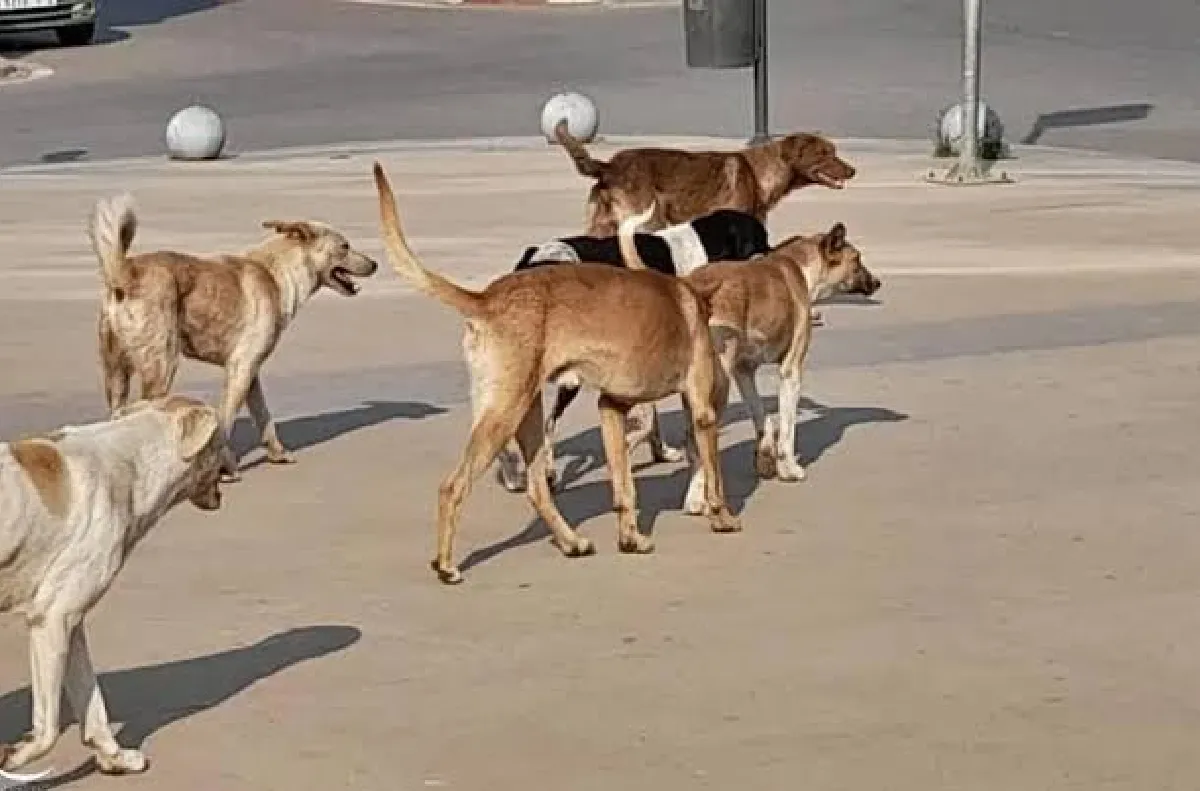 جنوب إفريقيا تسجل 15 وفاة بداء الكلب منذ بداية السنة