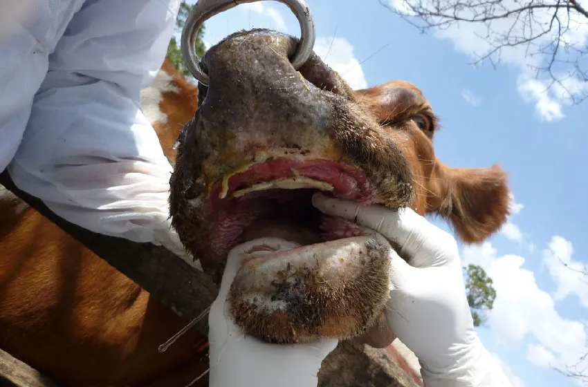 جنوب إفريقيا .. القضاء يرفض مطالبة مربي الماشية برفع سيطرة الدولة على لقاح الحمى القلاعية