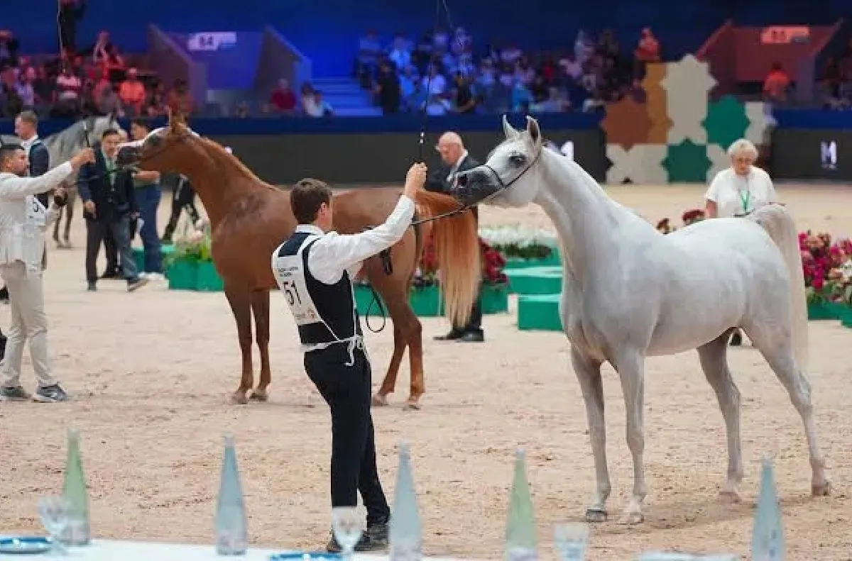 معرض الفرس للجديدة.. تتويج شعراء احتفوا بمكانة الخيل في الذاكرة والوجدان