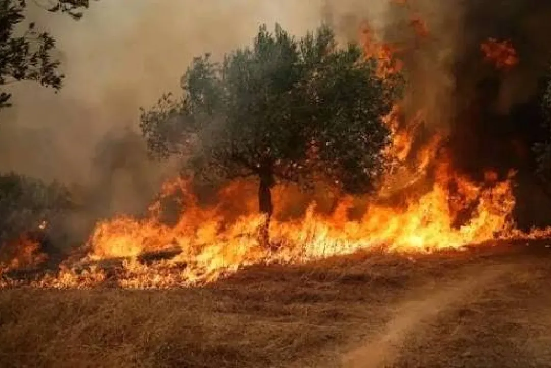 حرائق الغابات في بريطانيا تسجل مستوى قياسيا وسط موجة حر شديدة