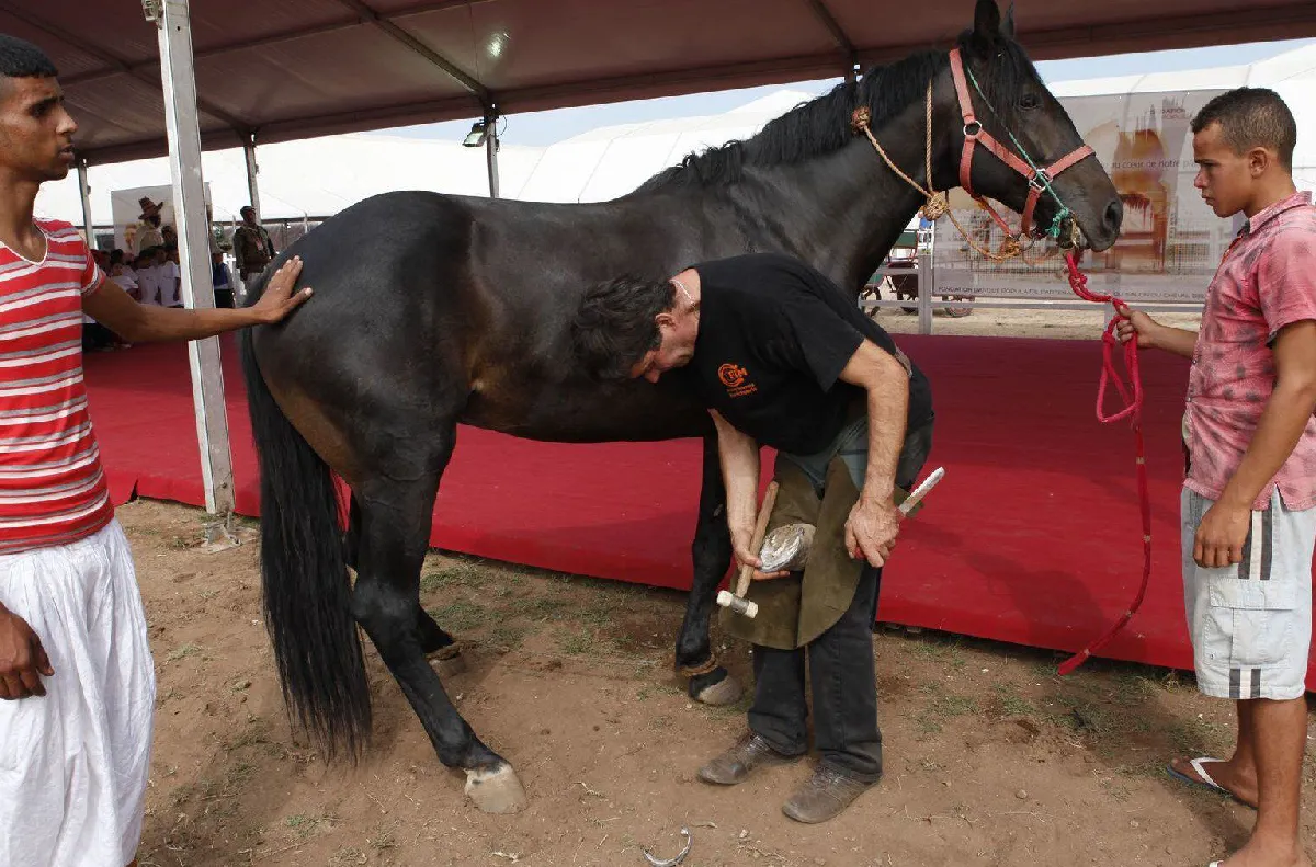 معرض الفرس للجديدة.. البيطار في خدمة صحة الحافر وسلامة حركة الخيل