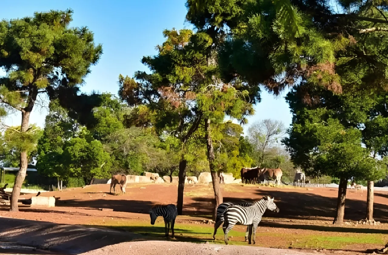 الحديقة الوطنية للحيوانات بالرباط.. الإطلاق الرسمي للتطبيق الهاتفي "Zoo de Rabat"