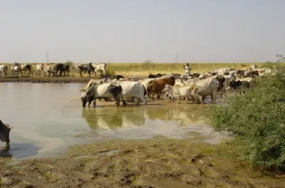 ارتفاع عدد بؤر وباء حمى الوادي المتصدع في موريتانيا إلى 48 (وزارة الزراعة)