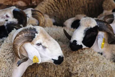 جهة الشرق.. عملية إحصاء قطيع الأغنام والماعز تمر في ظروف جيدة