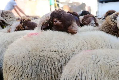 إحداث آلية لدعم استيراد الأغنام ما بين 15 مارس و 15 يونيو المقبل