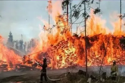 البرازيل..الحرائق دمرت 30 مليون هكتار في عام 2024