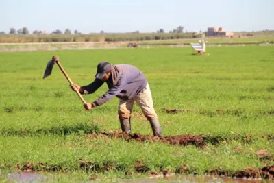 التساقطات المطرية بجهة الدار البيضاء خلفت آثاراً إيجابية على مختلف الزراعات الخريفية