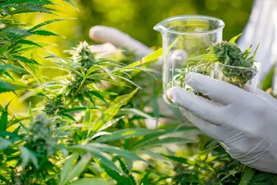 إقليم الحسيمة: تخصيص 45 مليون درهم لإحداث منطقة لاستقبال الأنشطة الواعدة لتحويل القنب الهندي