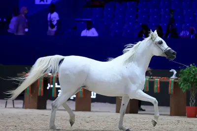 معرض الفرس 2023: الحصان جيان دي نوتيك يفوز بالميدالية الذهبية لجمال الخيول العربية الأصيلة