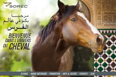 الشركة الملكية لتشجيع الفرس : استفادة مدربي خيول السباقات من تكوين في المجال المقاولاتي