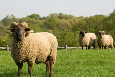 جهة الشرق : رصد 456 مليون درهم لحماية الرصيد الحيواني و النباتي و تدبير ندرة المياه