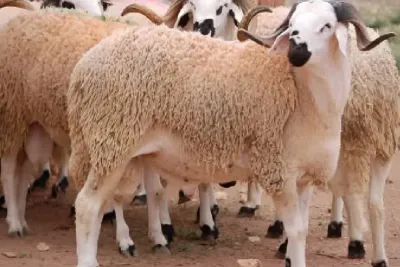 القطيع الوطني للماشية: إحصاء أزيد من 32,8 مليون رأس (وزارة)