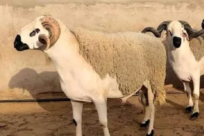 العيون .. اجتماع حول عملية إعادة تكوين قطيع الماشية