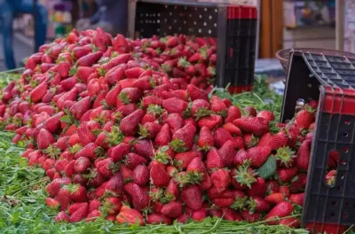 وزارة الفلاحة: الإشاعات الرائجة حول عدم سلامة منتوج الفراولة المغربية لا أساس لها من الصحة