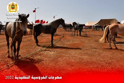 مهرجان التبوريدة التقليدية 2022 : انطلاق الفعاليات بمشاركة أزيد من 600 فارس ببنسليمان