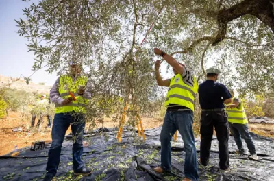 القدس .. إطلاق حملة (عونة 2025) لقطاف الزيتون بدعم من وكالة بيت مال القدس الشريف