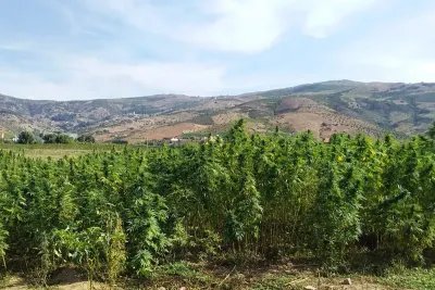 فوائد القنب الهندي العلاجية مثبتة علميا (البروفيسور رضوان ربيع)