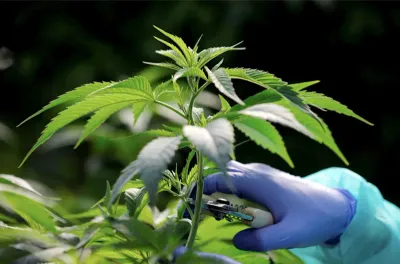 اكتشاف نبات بديل للماريخوانا بالبرازيل