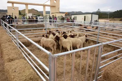 عيد الأضحى 2022 : جهة طنجة تطوان تشهد عرضاً وفيراً للأغنام والماعز