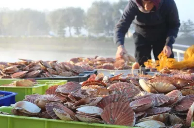 الناظور .. حظر جمع وتسويق "المحارة الصغيرة" بمنطقة راس كبدانة ـ السعيدية
