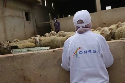 عمليات المراقبة تفضي إلى حجز 420 رأس من الأغنام والماعز وإتلاف 260 طنا من مخلفات الدواجن