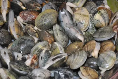 رفع الحظر عن جمع وتسويق بلح البحر في إيمي وادار بأكادير