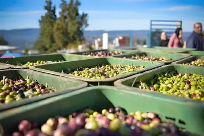 بين التقنين والمضاربة، بحث عن تحقيق توازن في أسعار زيت الزيتون