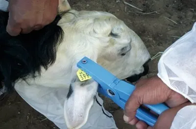 عيد الأضحى 1445: ترقيم حوالي 650 ألف رأس من الماشية المعدة للذبح بجهة الرباط - سلا - القنيطرة