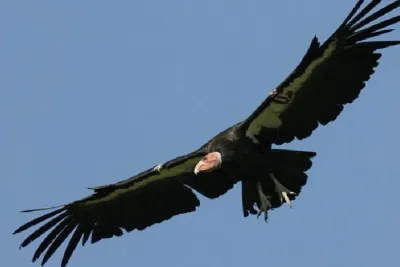 جرادة .. إنقاذ نسر بري وإعادة إطلاقه في بيئته الطبيعية (الوكالة الوطنية للمياه والغابات)