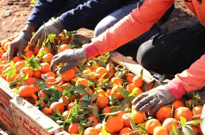 حوض ملوية.. توقعات بإنتاج يفوق 405 ألف طن من الحوامض