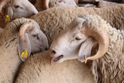 عيد الأضحى 2024: سلالة الخروف الأصفر الأكثر طلبا بإقليم خريبكة