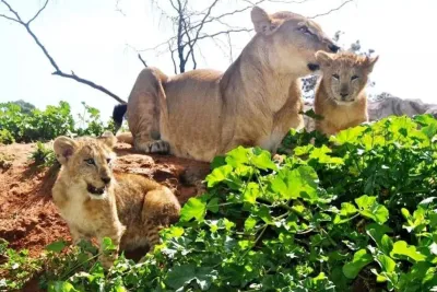 الرباط : تقديم خمسة أشبال لأسود الأطلس أمام زوار حديقة الحيوانات