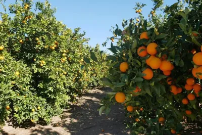 سهل صبرا : موقع فلاحي مناسب لزراعة الحوامض بجهة الشرق