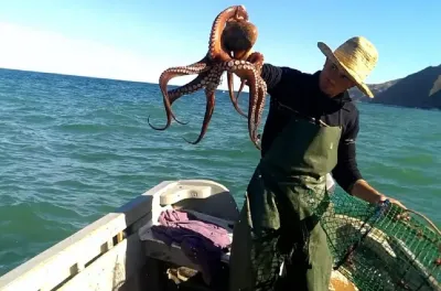 صيد الأخطبوط: اختتام موسم الشتاء 2025 بتسجيل رقم قياسي قيمته 644 مليون درهم (كتابة الدولة المكلفة بالصيد البحري)