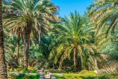 طاطا.. المسابح والواحات متنفسات ترفيهية للتخفيف من حرارة الصيف