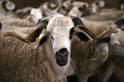 تاونات.. انطلاق عملية الإحصاء العام لقطيع الماشية الوطني 2024