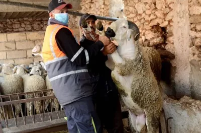 جهة طنجة-تطوان-الحسيمة: تعبئة متواصلة لضمان مرور عيد الأضحى في ظروف مثلى بمدن الشمال