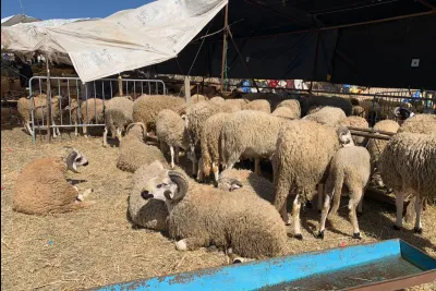 عيد الأضحى 2023: جهة طنجة تطوان الحسيمة تشهد وفرة في العرض ومراقبة متواصلة في نقط البيع