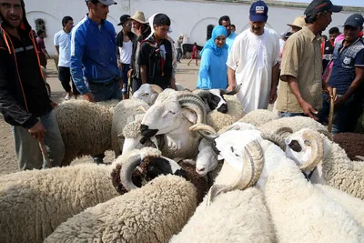 رئيس المجلس العلمي للرباط: شعيرة عيد الأضحى سنة مؤكدة مقرونة بالاستطاعة