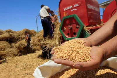 الموسم الفلاحي 2022 : وزارة الفلاحة تؤكد أن إنتاج الحبوب فاق 34 مليون قنطارٍ