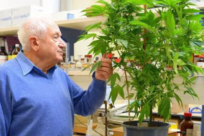 خبير إسرائيلي : المغرب يتوفر على إمكانات مهمة في مجال القنب الطبي