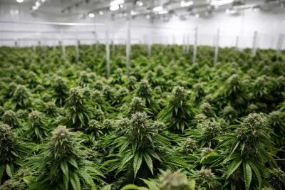 انعقاد مجلس إدارة الوكالة الوطنية لتقنين الأنشطة المتعلقة بالقنب الهندي بالرباط