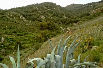 غابة "كوروكو" بالناظور : موقع إيكولوجي وبيولوجي بامتياز