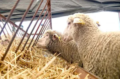 تكلفة عملية دعم الحكومة للاستيراد الاستثنائي للأغنام الموجهة لعيد الأضحى برسم سنتي 2023 و2024 بلغت ما مجموعه 437 مليون درهم (بلاغ)