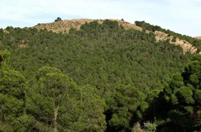 "غابات المغرب 2020 - 2030": إطلاق مبادرات للتنمية المستدامة والبيئية بإقليم جرادة