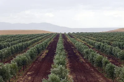 التساقطات المطرية الأخيرة تبعث الراحة في نفوس الفلاحين ومربي المواشي بإقليم الجديدة