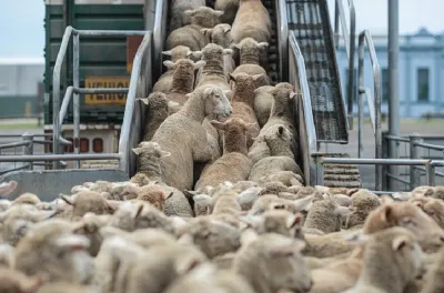 من تربية المواشي إلى الأسمدة، المغرب يسعى إلى فتح آفاق تجارية جديدة مع الأرجنتين